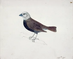 Malakka-Kreuzschnabel (Holzstich)